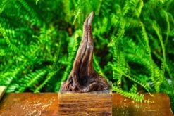Driftwood For Moss Terrarium, Miniature, Micro Landscape,TS001 -Ncyp Garden Store IMG 9076 745dbfdb 02e1 4e8c 9535 ec41d3912dac