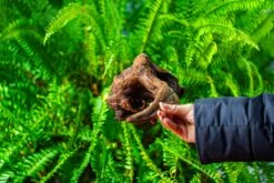 Driftwood For Moss Terrarium, Miniature, Micro Landscape,TS001 -Ncyp Garden Store IMG 9077 256c967e 867d 4b3f 87c5 8a101d690a6a