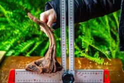 Driftwood For Moss Terrarium, Miniature, Micro Landscape,TS001 -Ncyp Garden Store IMG 9078