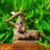 Driftwood For Moss Terrarium, Miniature, Micro Landscape,TS005 -Ncyp Garden Store IMG 9080 7bd1a01f 99b9 4ab2 b023 844bda82de7a