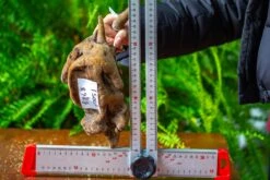 Driftwood For Moss Terrarium, Miniature, Micro Landscape,TS005 -Ncyp Garden Store IMG 9086 64de7e75 532b 4937 bd65 94fdbed7da2c