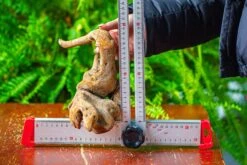 Driftwood For Moss Terrarium, Miniature, Micro Landscape,TS005 -Ncyp Garden Store IMG 9087 44c9a1af 7b31 45a1 a9f6 1fb3d2a76510