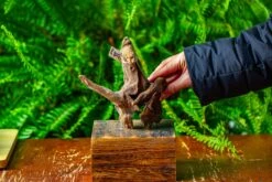 Driftwood For Moss Terrarium, Miniature, Micro Landscape,TS010 -Ncyp Garden Store IMG 9093 1fbf5b55 97a0 46d8 a886 225164453359