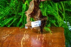 Driftwood For Moss Terrarium, Miniature, Micro Landscape,TS011 -Ncyp Garden Store IMG 9096 263d59fb d514 45b3 a026 b90f356d36b9