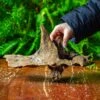 Driftwood For Moss Terrarium, Miniature, Micro Landscape,TS011 -Ncyp Garden Store IMG 9097 2