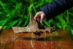 Driftwood For Moss Terrarium, Miniature, Micro Landscape,TS011 -Ncyp Garden Store IMG 9097 d2c50e4e 9754 4690 a870 83f557df49a2