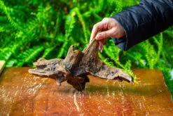 Driftwood For Moss Terrarium, Miniature, Micro Landscape,TS011 -Ncyp Garden Store IMG 9099 d4c1693c 0199 4701 8384 b94f8277bac9