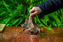 Driftwood For Moss Terrarium, Miniature, Micro Landscape,TS011 -Ncyp Garden Store IMG 9100