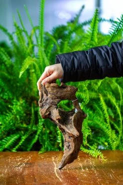 Driftwood For Moss Terrarium, Miniature, Micro Landscape,TS011 -Ncyp Garden Store IMG 9101 46660ff0 6779 4116 9f05 d759b8d00942