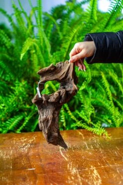 Driftwood For Moss Terrarium, Miniature, Micro Landscape,TS011 -Ncyp Garden Store IMG 9102 a9f8f158 ffe3 4daf ab19 f88fb70f7c78