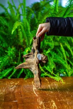 Driftwood For Moss Terrarium, Miniature, Micro Landscape,TS011 -Ncyp Garden Store IMG 9104