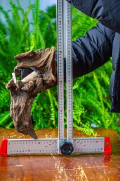 Driftwood For Moss Terrarium, Miniature, Micro Landscape,TS011 -Ncyp Garden Store IMG 9105 81de32ea 1e0b 4e34 9b75 7b18cac2b6ea