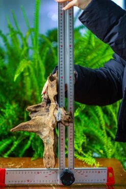 Driftwood For Moss Terrarium, Miniature, Micro Landscape,TS011 -Ncyp Garden Store IMG 9106