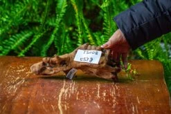 Driftwood For Moss Terrarium, Miniature, Micro Landscape,TS008 -Ncyp Garden Store IMG 9107 71b1d2d3 5999 4ac3 a9bd 9da2e01e75ff