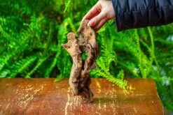 Driftwood For Moss Terrarium, Miniature, Micro Landscape,TS008 -Ncyp Garden Store IMG 9108 b0ff8995 0b9c 4a02 9289 f06209a7938b
