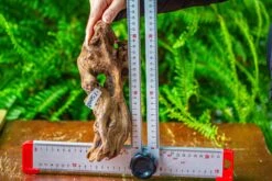 Driftwood For Moss Terrarium, Miniature, Micro Landscape,TS008 -Ncyp Garden Store IMG 9112 5d30b3cd b5bd 453a 987c 0819da668e09