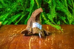 Driftwood For Moss Terrarium, Miniature, Micro Landscape,TS009 -Ncyp Garden Store IMG 9114 617670be 0c39 4e20 914f a1aa2c466277