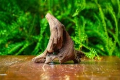 Driftwood For Moss Terrarium, Miniature, Micro Landscape,TS009 -Ncyp Garden Store IMG 9117 cd265491 e757 443f b50b b72f97ffad07