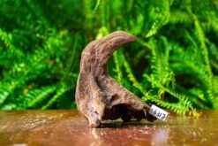 Driftwood For Moss Terrarium, Miniature, Micro Landscape,TS009 -Ncyp Garden Store IMG 9118 a8247ebf a9b7 4c2e b313 3ea6a1f29d2f