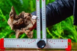 Driftwood For Moss Terrarium, Miniature, Micro Landscape,TS009 -Ncyp Garden Store IMG 9120 039ca16b a0fe 4935 804b 0b10d130e813