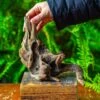 Driftwood For Moss Terrarium, Miniature, Micro Landscape,TS003 -Ncyp Garden Store IMG 9123 2