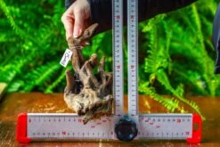 Driftwood For Moss Terrarium, Miniature, Micro Landscape,TS003 -Ncyp Garden Store IMG 9128