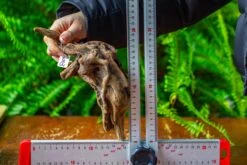 Driftwood For Moss Terrarium, Miniature, Micro Landscape,TS003 -Ncyp Garden Store IMG 9129 cf3feeac 3eec 4225 8539 648337dbd172