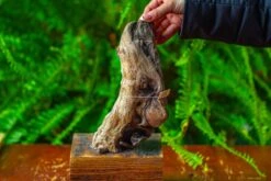 Driftwood For Moss Terrarium, Miniature, Micro Landscape,TS012 -Ncyp Garden Store IMG 9132