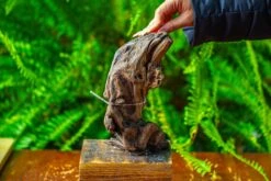 Driftwood For Moss Terrarium, Miniature, Micro Landscape,TS012 -Ncyp Garden Store IMG 9133 e1d59559 8ba9 45f9 bafa e61dd70b2d6d