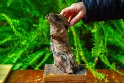 Driftwood For Moss Terrarium, Miniature, Micro Landscape,TS012 -Ncyp Garden Store IMG 9134 a99b65b9 2c69 443d 97dd eea0d84fb391