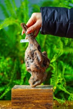 Driftwood For Moss Terrarium, Miniature, Micro Landscape,TS002 -Ncyp Garden Store IMG 9143 7a06087a 6d1c 4f57 9df6 4d3bcb06a7cc