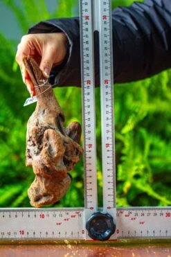 Driftwood For Moss Terrarium, Miniature, Micro Landscape,TS002 -Ncyp Garden Store IMG 9144 c6ef5948 a9d9 4436 8d48 50ff78481baf