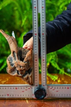 Driftwood For Moss Terrarium, Miniature, Micro Landscape,TS002 -Ncyp Garden Store IMG 9146 e0007223 1443 4135 a573 63f76ee6882a