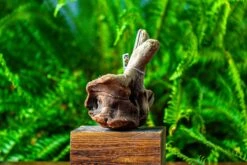 Driftwood For Moss Terrarium, Miniature, Micro Landscape,TS006 -Ncyp Garden Store IMG 9151 2195df07 65f9 4644 80a9 dd88641a560b