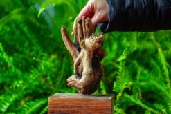 Driftwood For Moss Terrarium, Miniature, Micro Landscape,TS006 -Ncyp Garden Store IMG 9152