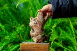 Driftwood For Moss Terrarium, Miniature, Micro Landscape,TS006 -Ncyp Garden Store IMG 9153 eae2437d 3457 49d9 b39e 2259306e2a97