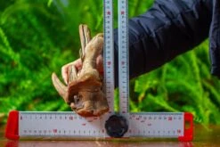 Driftwood For Moss Terrarium, Miniature, Micro Landscape,TS006 -Ncyp Garden Store IMG 9155 c1d3b200 8701 459f 9f10 a253b691b33c