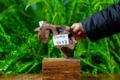 Driftwood For Moss Terrarium, Miniature, Micro Landscape,TS004 -Ncyp Garden Store IMG 9156 90286fc7 e055 4d15 afb8 12d10e720bce