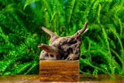 Driftwood For Moss Terrarium, Miniature, Micro Landscape,TS004 -Ncyp Garden Store IMG 9157 ddaa3ca6 753b 4bd5 829e 8c9063da4a67