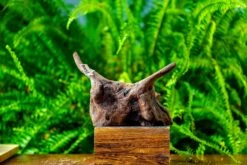 Driftwood For Moss Terrarium, Miniature, Micro Landscape,TS004 -Ncyp Garden Store IMG 9159 a552cc57 dbea 4bf8 b8ef bc857d09d405