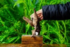 Driftwood For Moss Terrarium, Miniature, Micro Landscape,TS004 -Ncyp Garden Store IMG 9161 f48dd794 251c 40d6 9444 f6829648a7e6