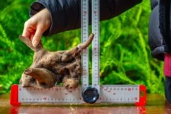 Driftwood For Moss Terrarium, Miniature, Micro Landscape,TS004 -Ncyp Garden Store IMG 9163 d2c4ea8c fa40 4817 9488 faae709fe885