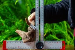 Driftwood For Moss Terrarium, Miniature, Micro Landscape,TS004 -Ncyp Garden Store IMG 9164 ce39b449 1a00 421b b9d1 c1f43d831e0d