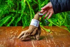 Driftwood For Moss Terrarium, Miniature, Micro Landscape,TS007 -Ncyp Garden Store IMG 9165 a76d447f aed4 4e32 aa9b 9533020da875