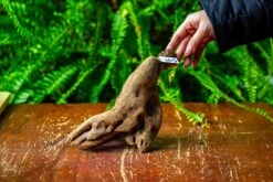 Driftwood For Moss Terrarium, Miniature, Micro Landscape,TS007 -Ncyp Garden Store IMG 9166 16bf20d4 552d 4667 86b7 92185ac6dcee