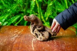 Driftwood For Moss Terrarium, Miniature, Micro Landscape,TS007 -Ncyp Garden Store IMG 9168 1472016a 9723 4a9f a063 43ada815c531