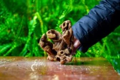 Driftwood For Moss Terrarium, Miniature, Micro Landscape,TS007 -Ncyp Garden Store IMG 9170 643450b7 0812 4d4a a4ea 937d06806cc0