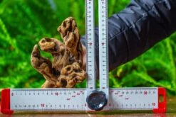 Driftwood For Moss Terrarium, Miniature, Micro Landscape,TS007 -Ncyp Garden Store IMG 9171 ff5ac441 5ec6 4c84 9a82 ef2bb57704ca