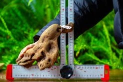 Driftwood For Moss Terrarium, Miniature, Micro Landscape,TS007 -Ncyp Garden Store IMG 9172 69ab91ec 1ec4 4f3d 9a13 d64d25c0ea44