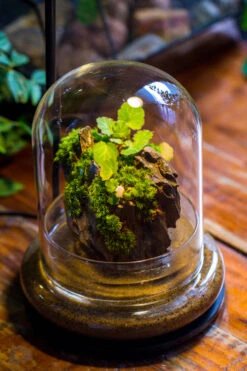 Round Glass Cloche Terrarium 12 Cm Diameter X 15cm Height With Matching Warm White Spot LED Grow Light And Base Set -Ncyp Garden Store IMG 9220